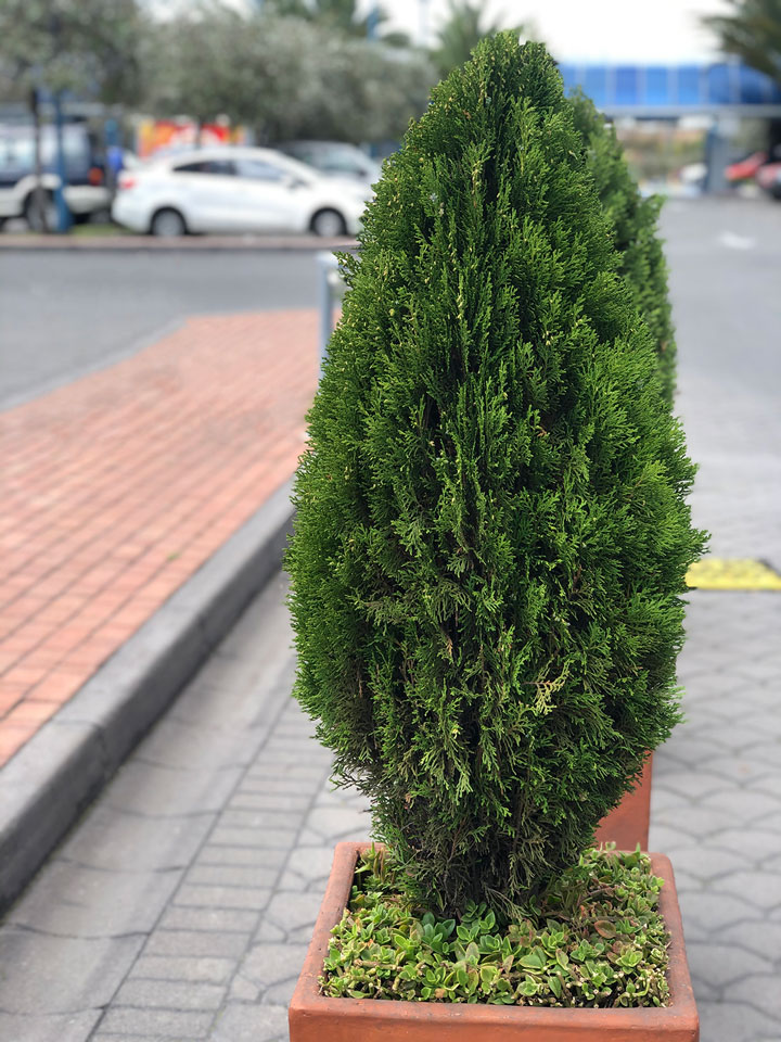 PODA DE ARBUSTOS
