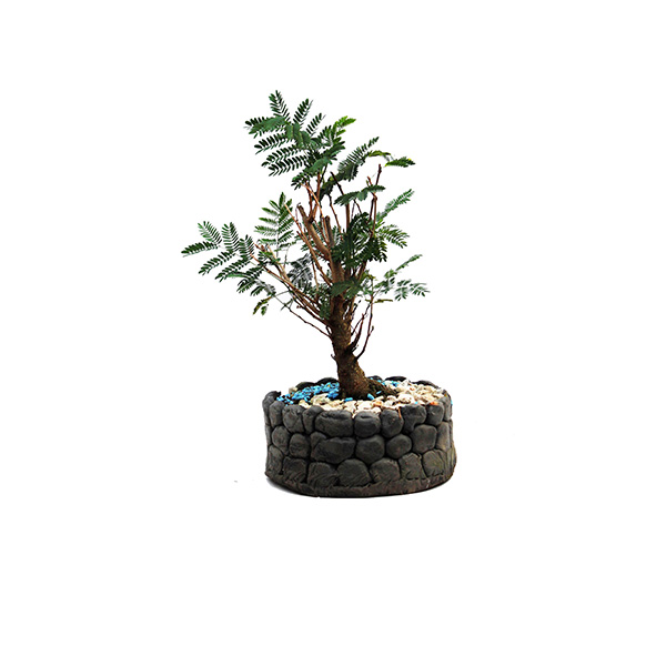 BONSAI ACACIA DORMILONA