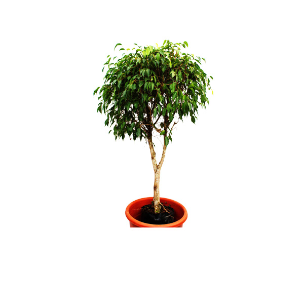 FICUS BLANCO BOMBOM