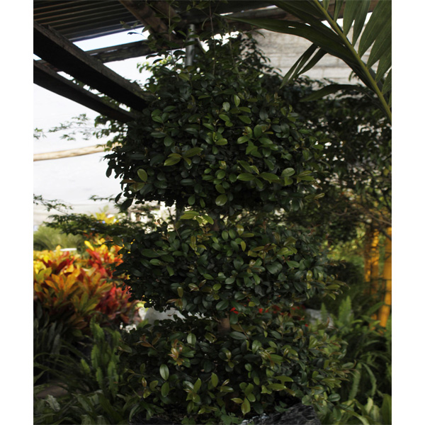 EUGENIA DE DOS PISOS