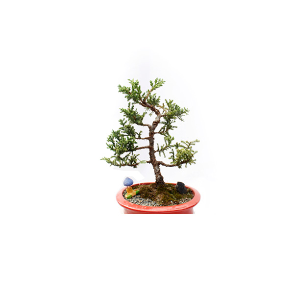 BONSAI 