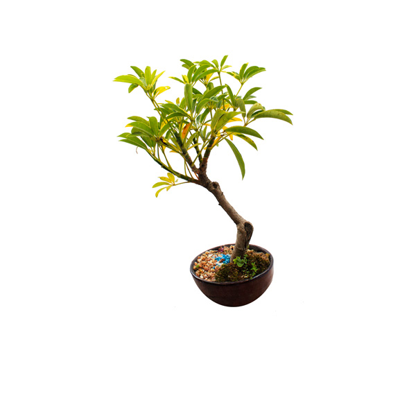BONSAI 