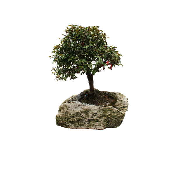 BONSAI 