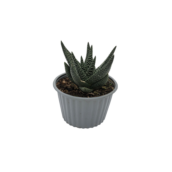 CACTUS ALOE ARISTATA