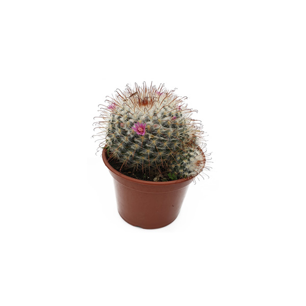 CACTUS MAMMILLARIA SPINOSISSIMA II