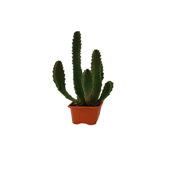CACTUS EUPHORIA INGENS