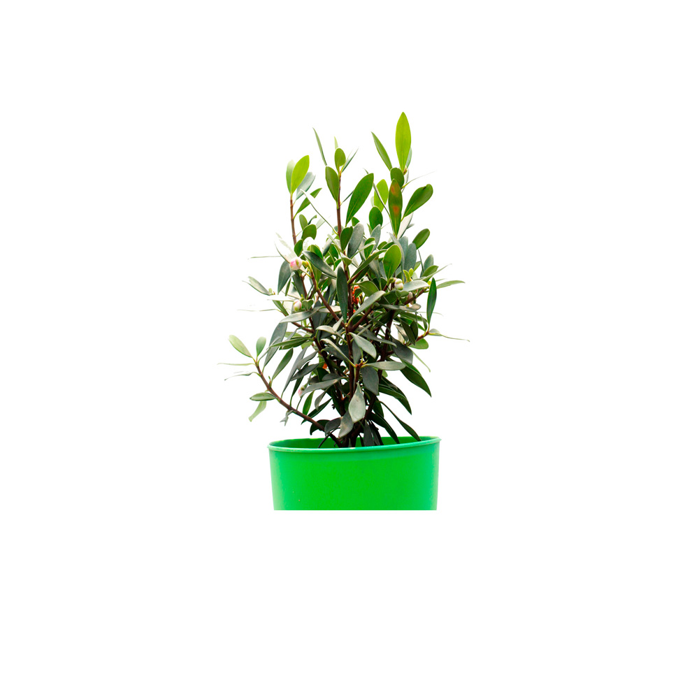 FICUS JAPONICO
