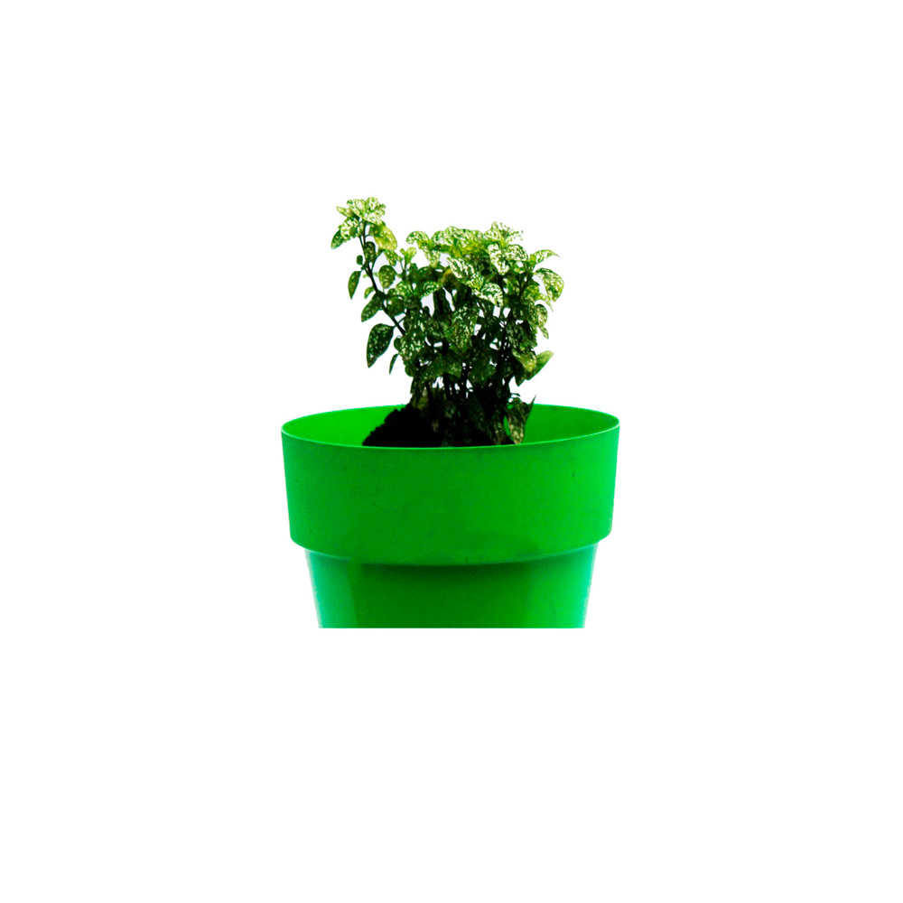 MARIPOSA VERDE