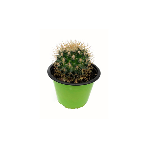CACTUS DE ALGODÓN III