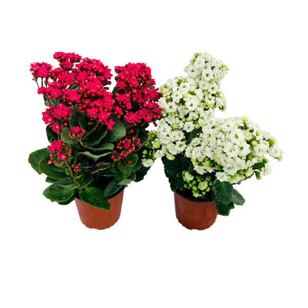 CALANCHOAS ROSA Y BLANCA