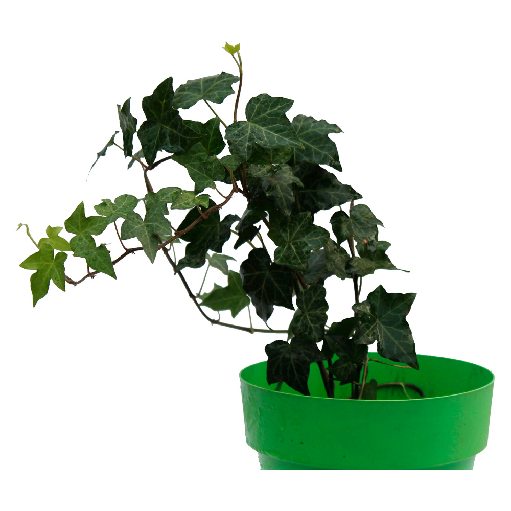 HIEDRA PEQUEÑA VERDE
