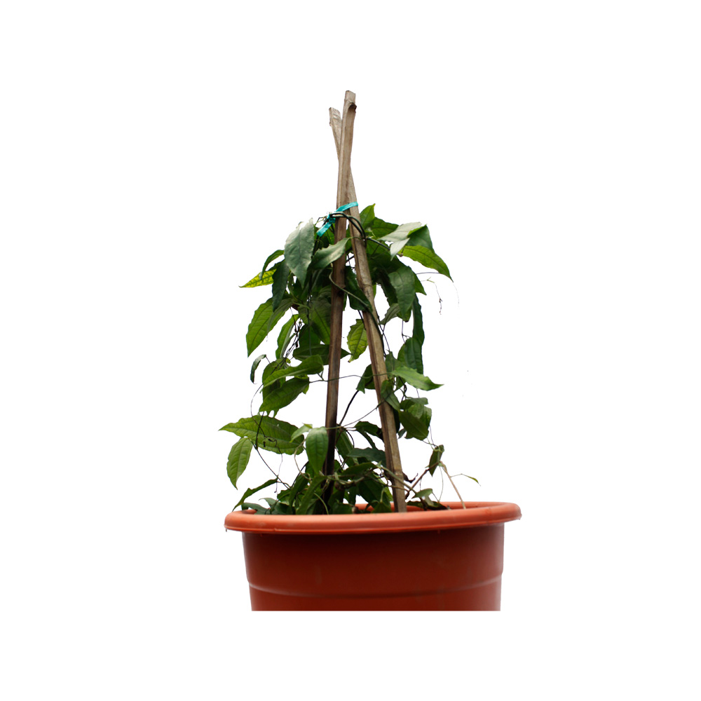 ORQUIDEA TREPADORA PAJARITO 