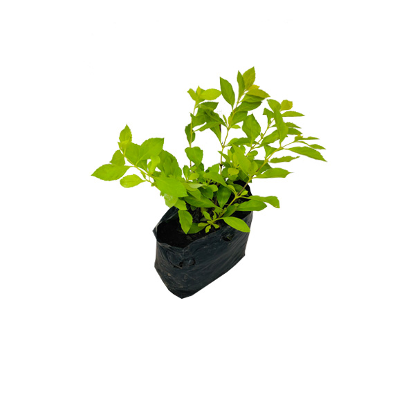 DURANTA