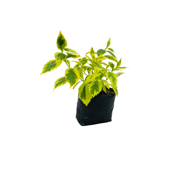 DURANTA BICOLOR