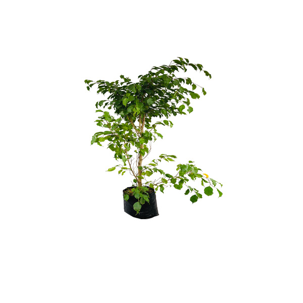 FICUS VERDE DE CERRAMIENTO