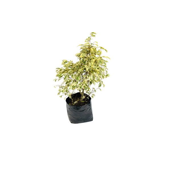 FICUS BLANCO DE CERRAMIENTO