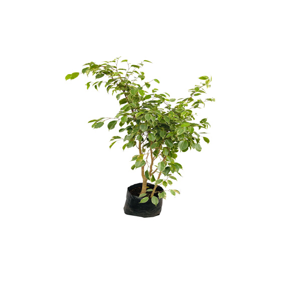 FICUS BICOLOR DE CERRAMIENTO