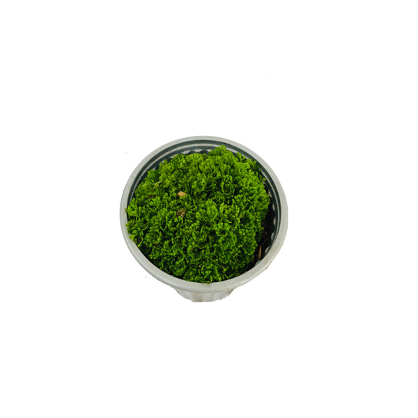 ESPONJA VERDE DE AGUA