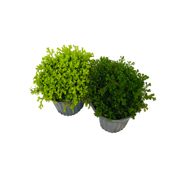 LECHUGUIN ESPONJA DE AGUA