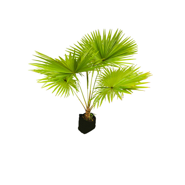 PALMERA AVANICO
