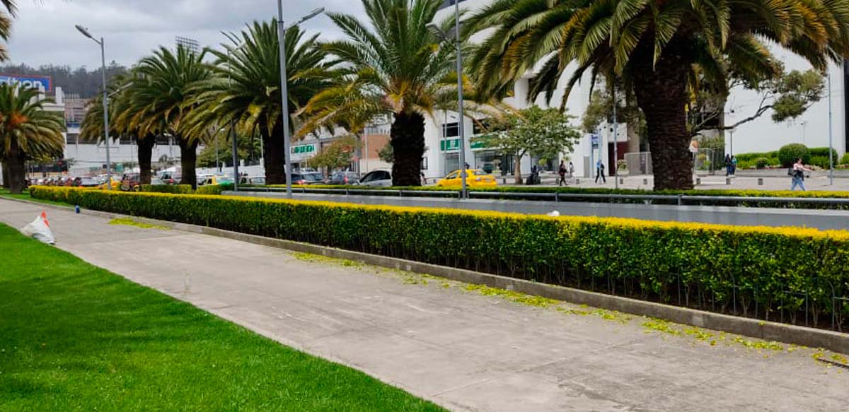 PODA DE ARBUSTOS