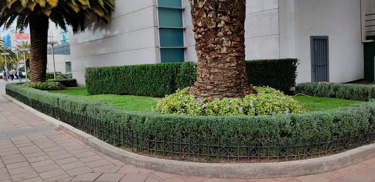 PODA DE ARBUSTOS