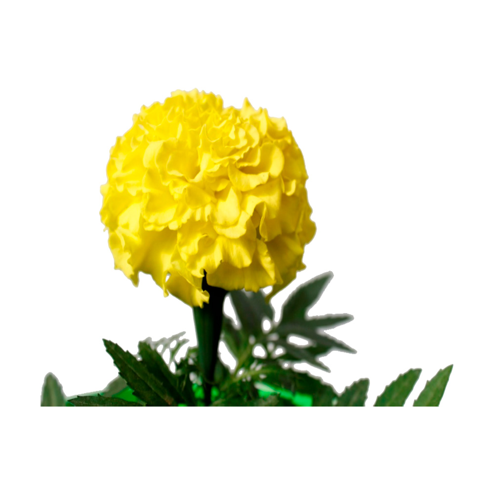 MARIGOLD DOBLE
