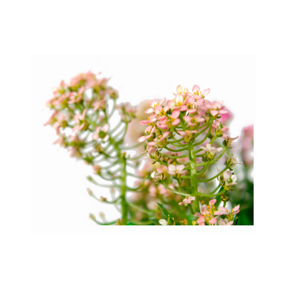 GRANIZO ALYSUM ROSADO 