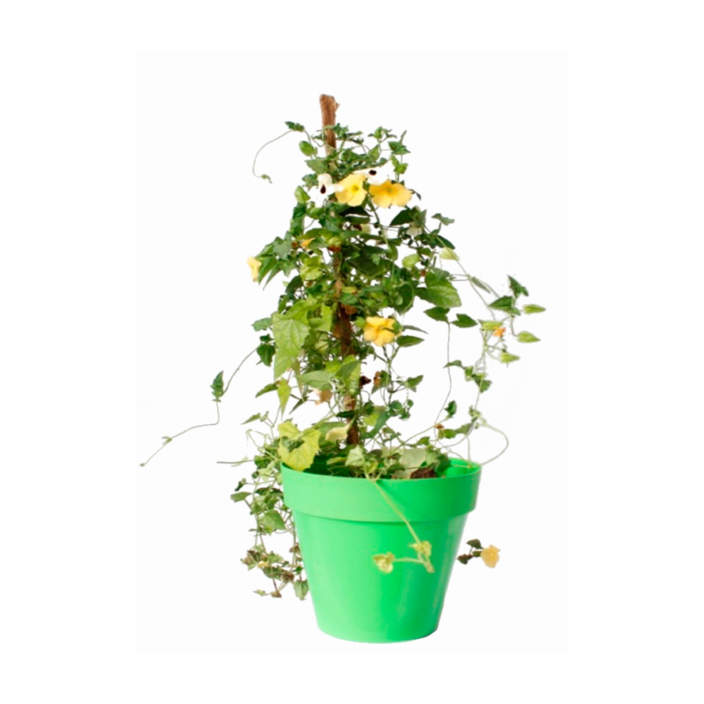 OJO DE BUEY AMARILLO