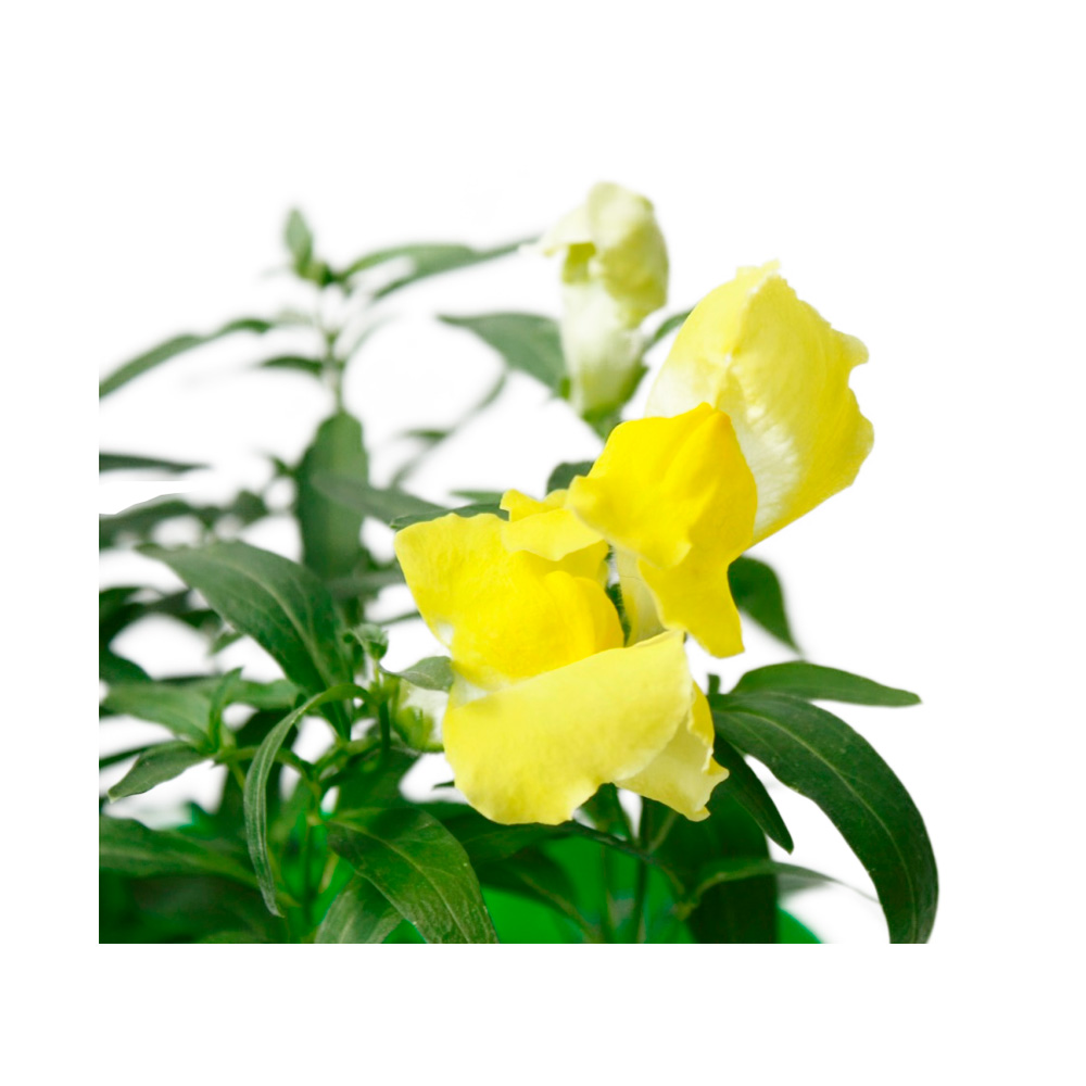 SNAP PERRITOS AMARILLOS