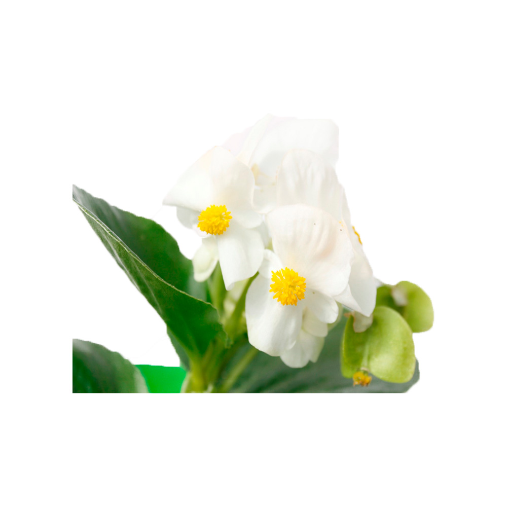 BEGONIA BIG BLANCA