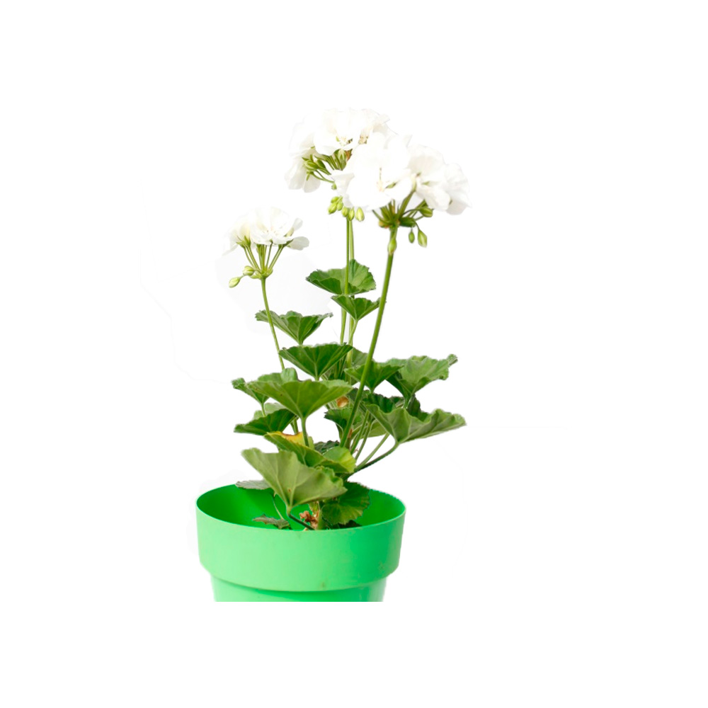 GERANIO FLOR GRANDE BLANCO