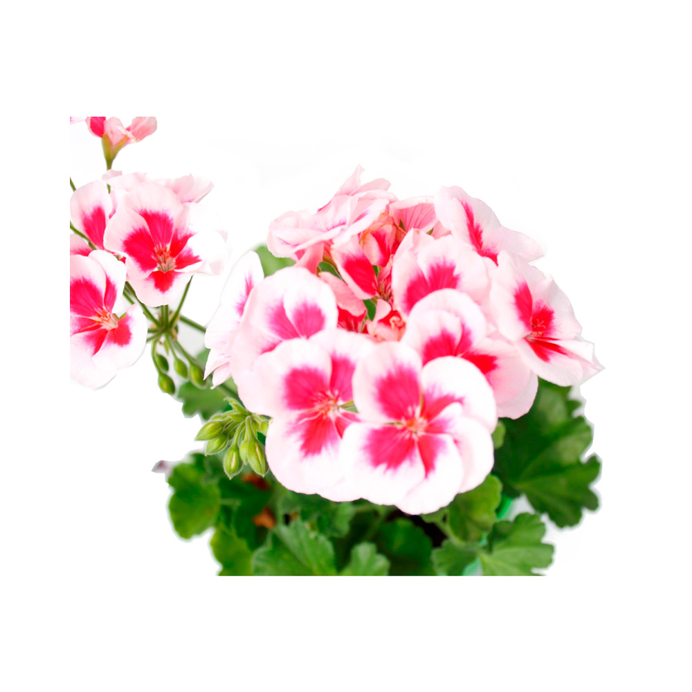 GERANIO FLOR GRANDE BICOLOR