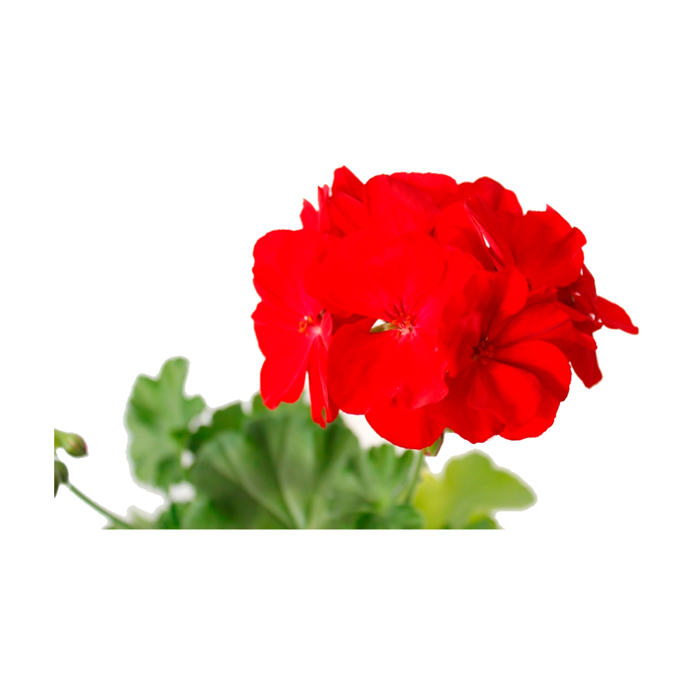 GERANIO FLOR GRANDE ROJO