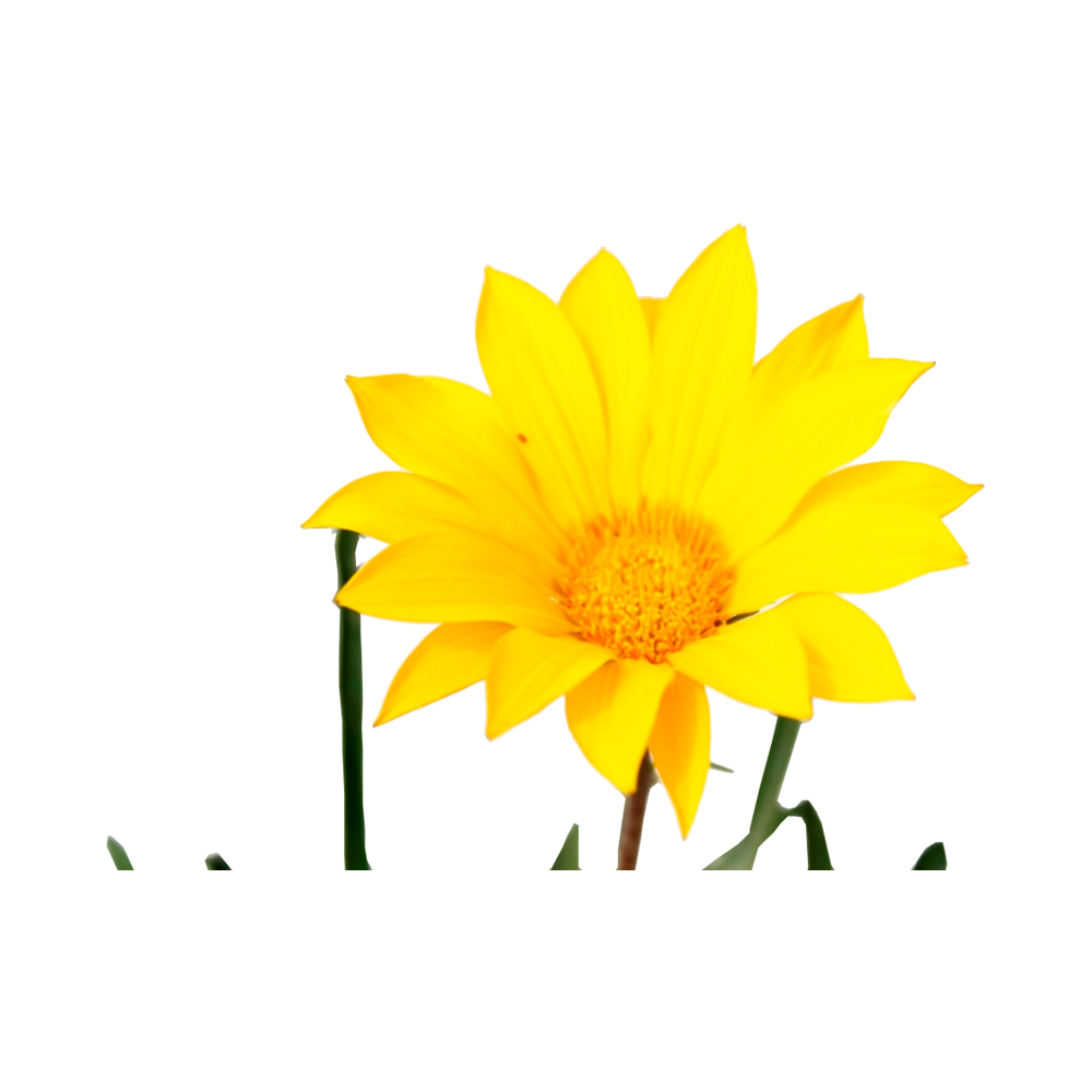 GAZANIA OJO DE POETA 