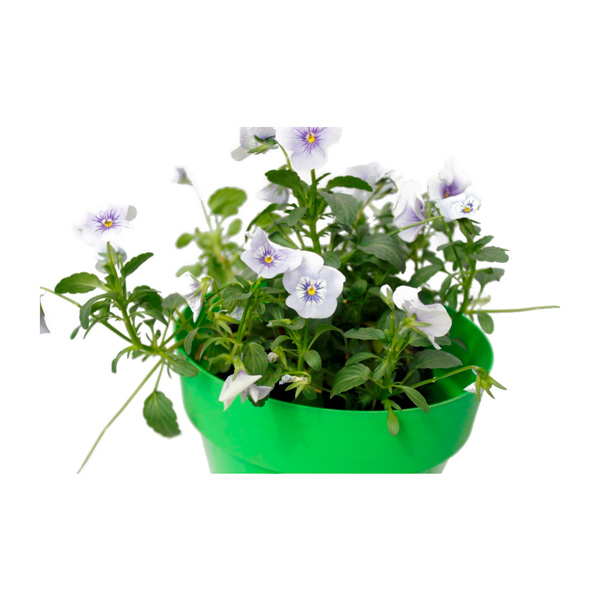 MINI PENSAMIENTO VIOLETA 