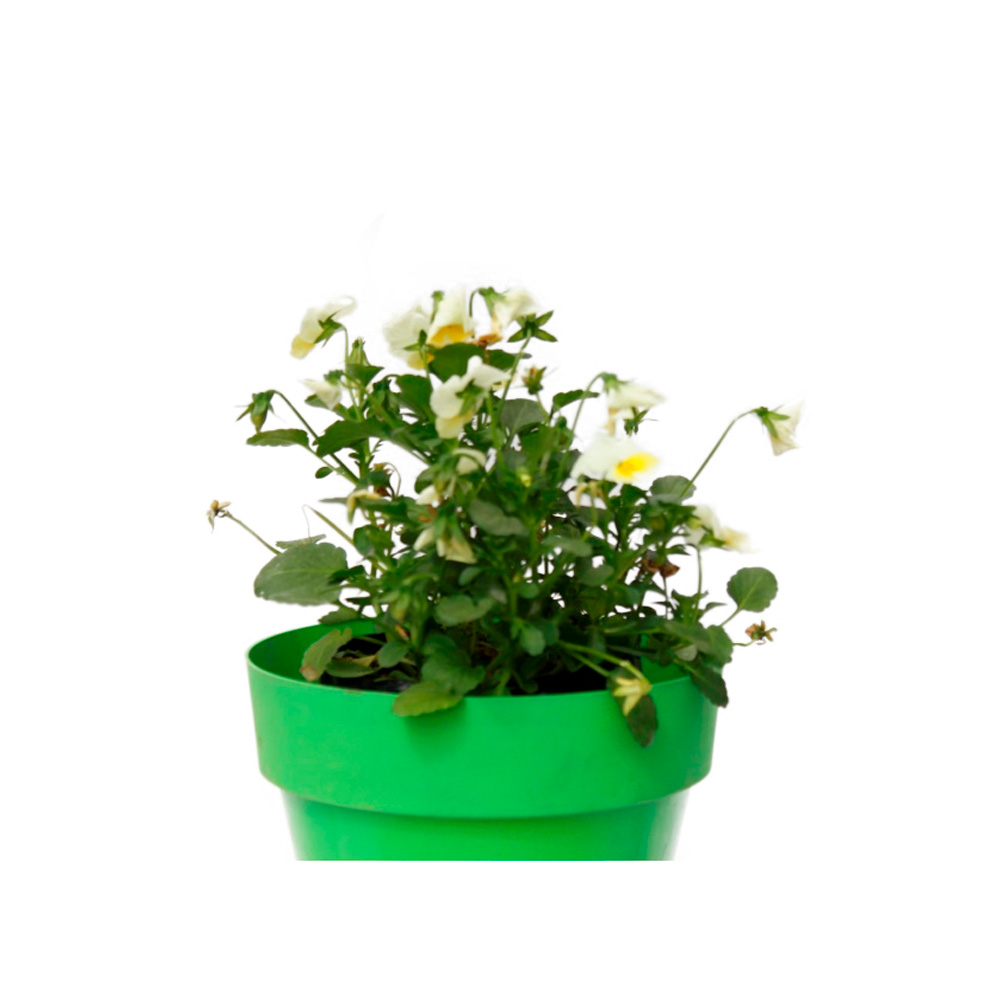 MINI PENSAMIENTO PANSY II