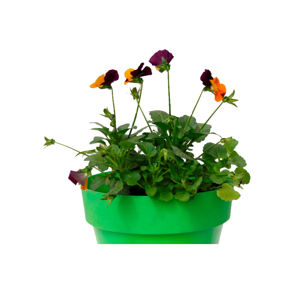 MINI PENSAMIENTO PANSY III