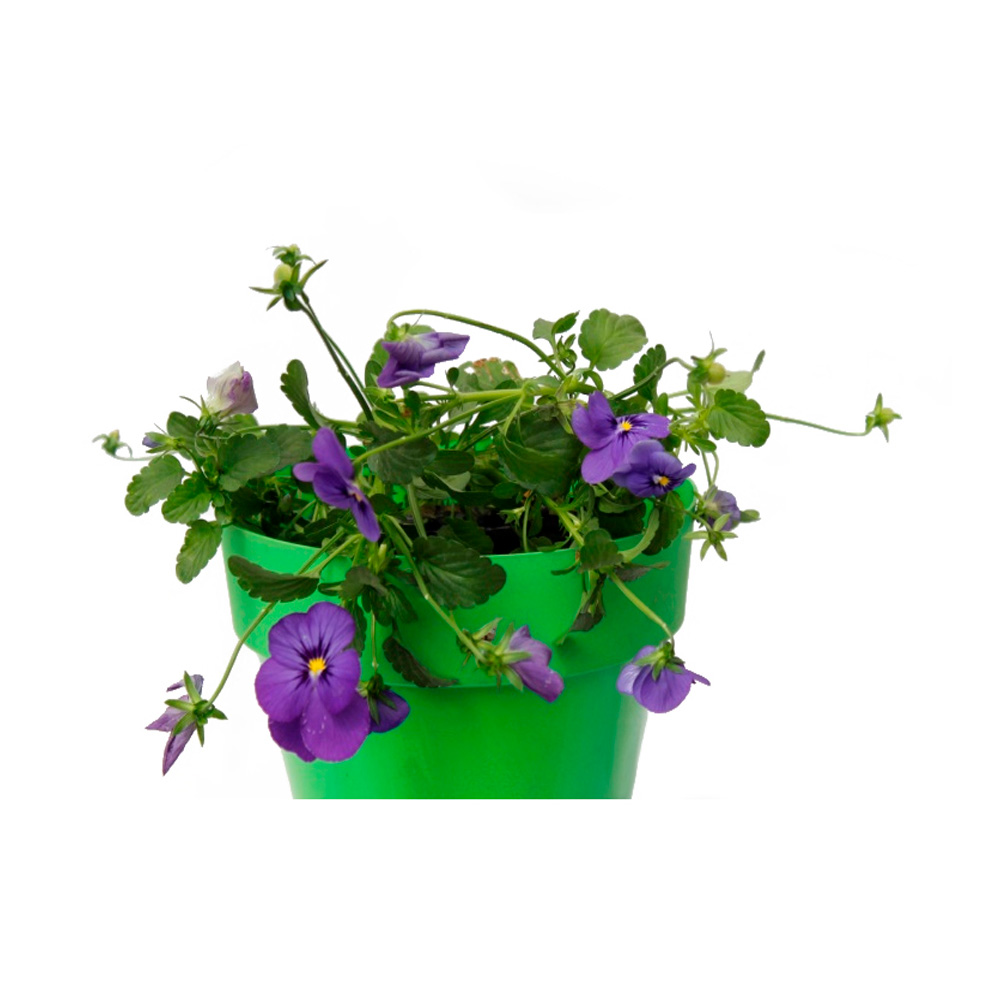 MINI PENSAMIENTO VIOLETA II