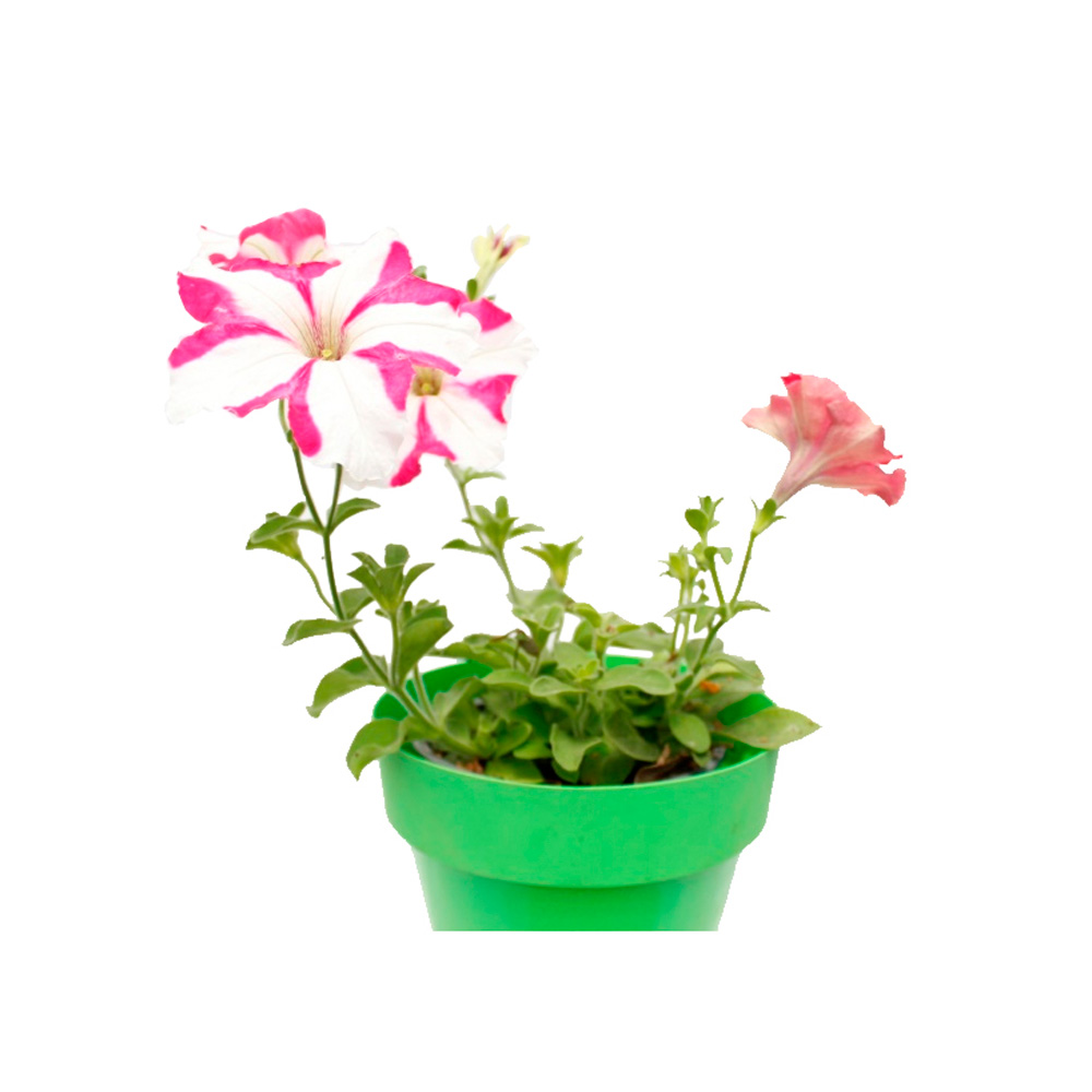 PETUNIA COMPACTA VII