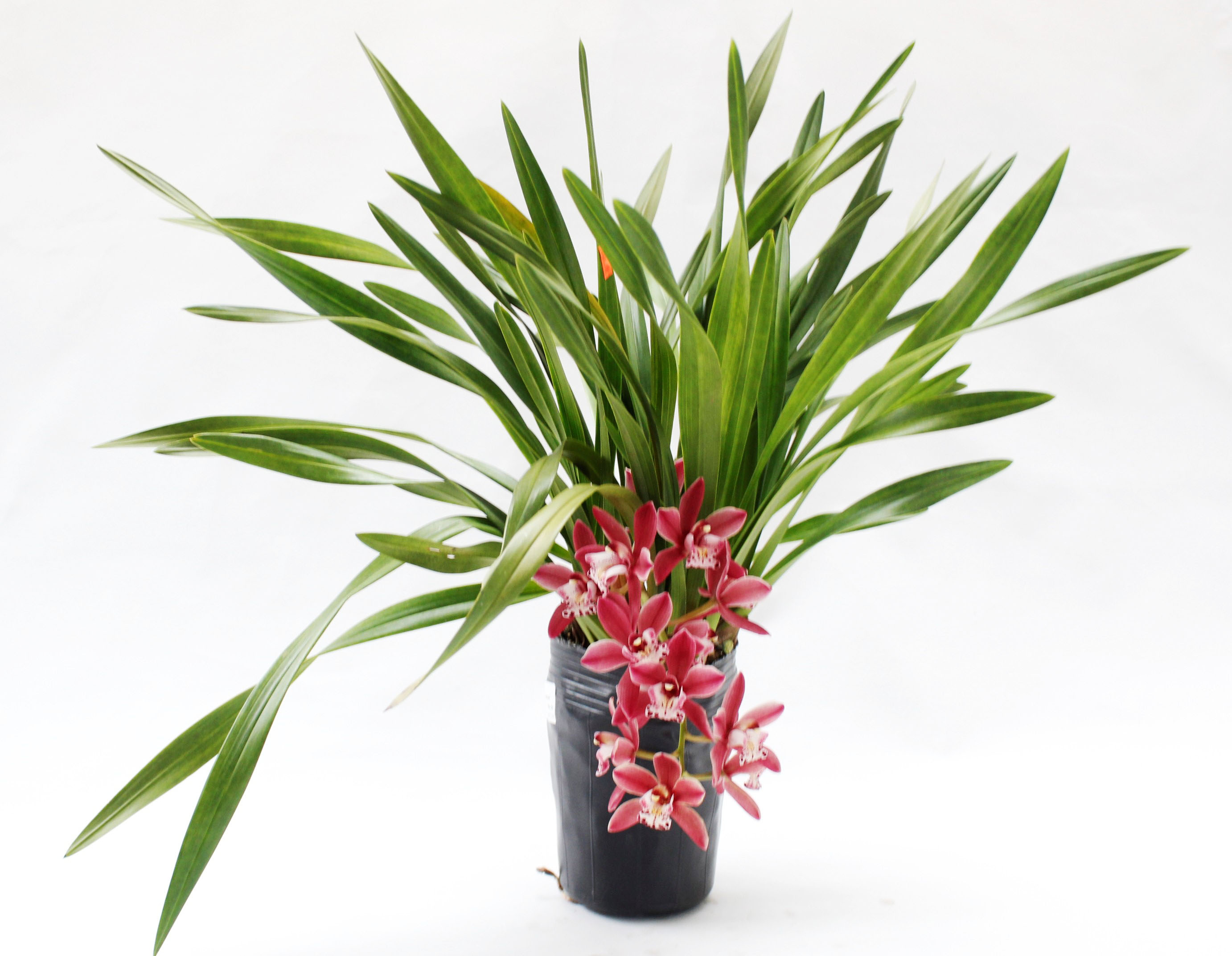CYMBIDIUM 4