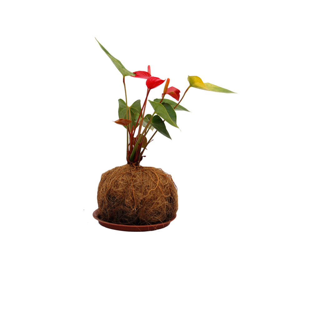 KOKEDAMA DE ANTURIO ROJO