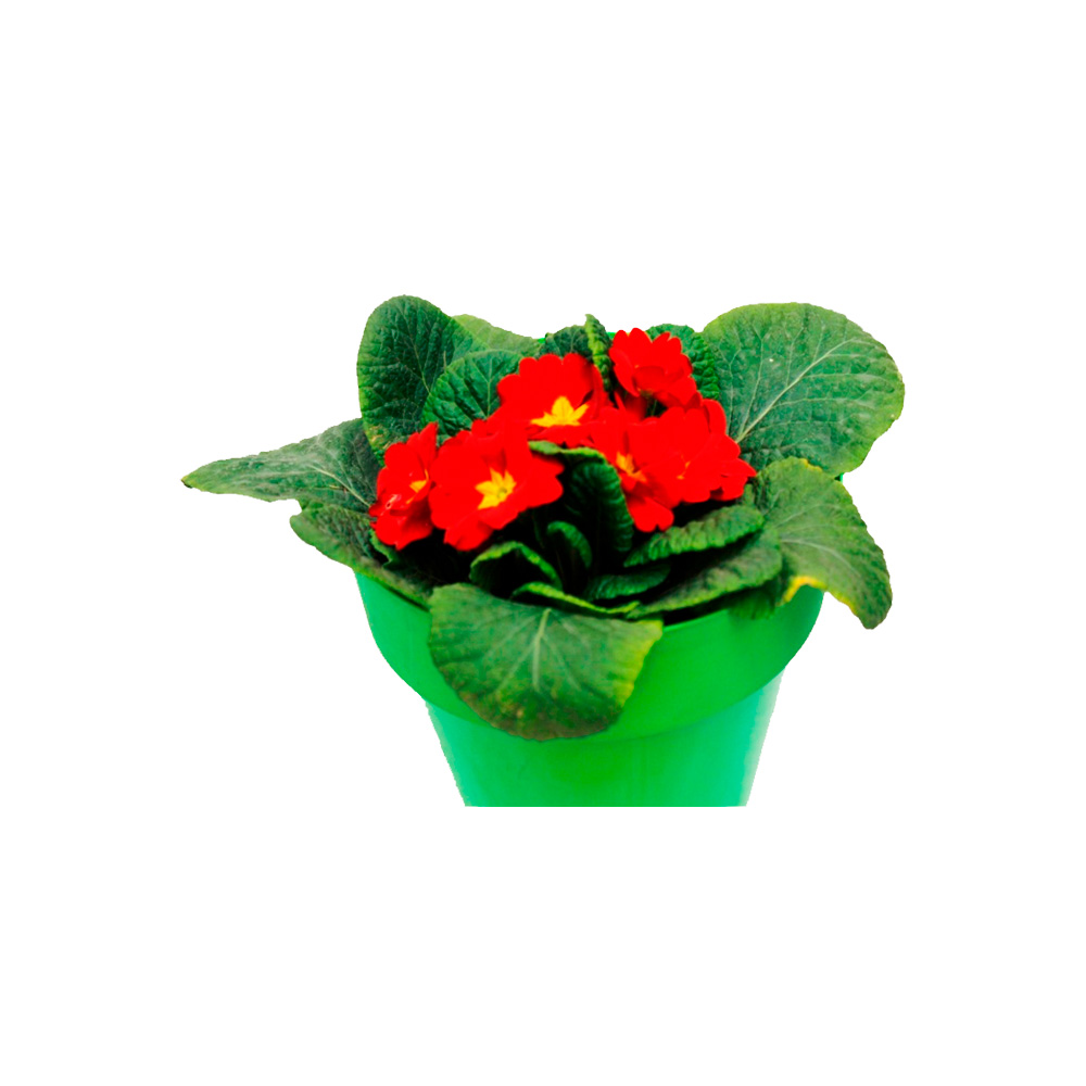PRIMULA ROJA