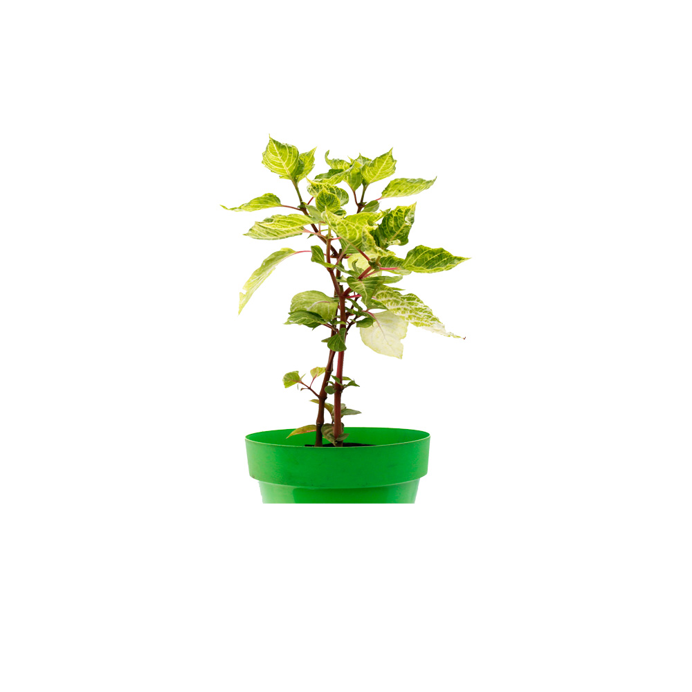 ESCANCEL VERDE