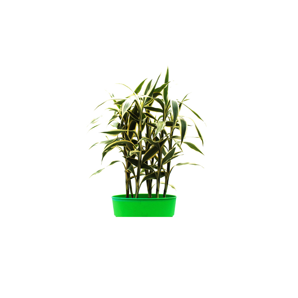 BAMBÚ DE AGUA VERDE