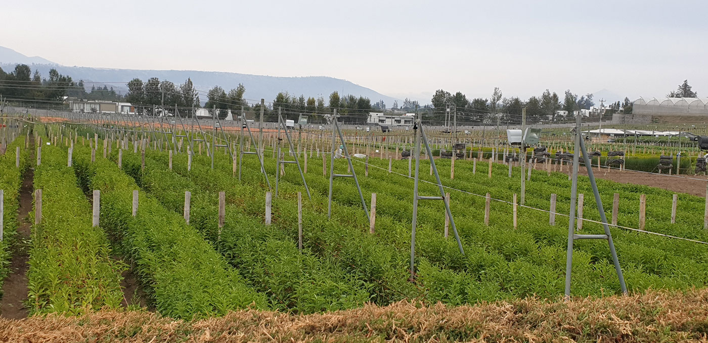 CONSTRUCCIÓN DE VIVEROS