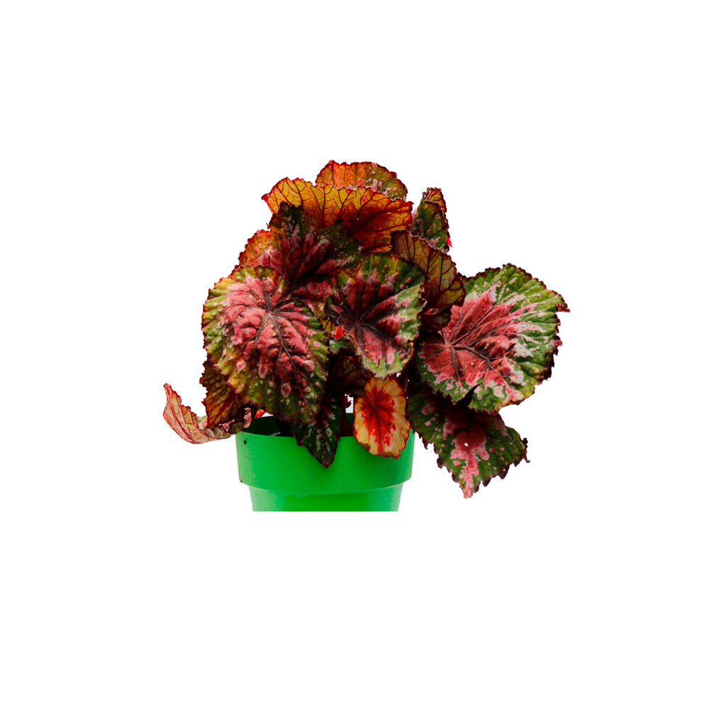 BEGONIA REX