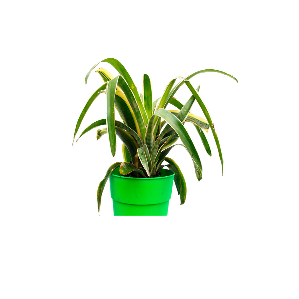 BROMELIA