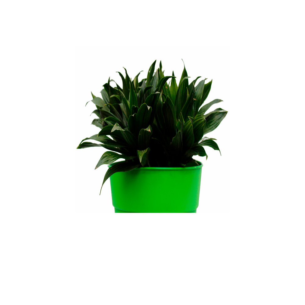 PIÑA