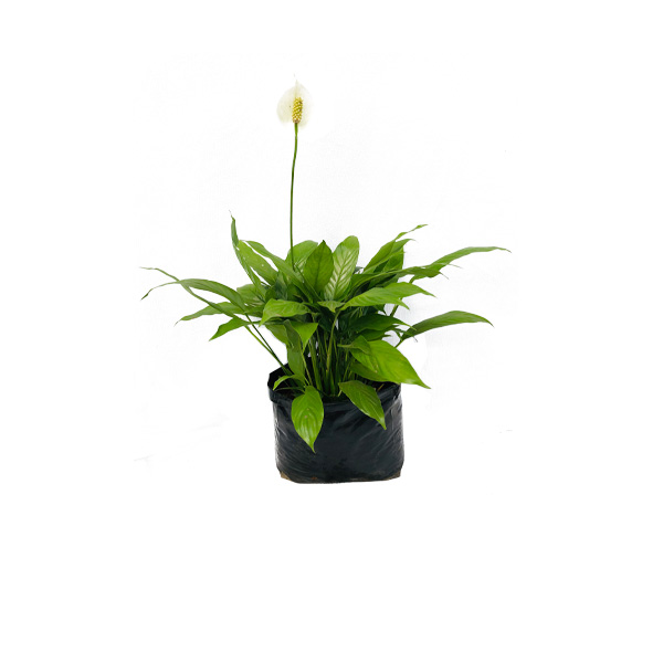 ANTURIO BLANCO 